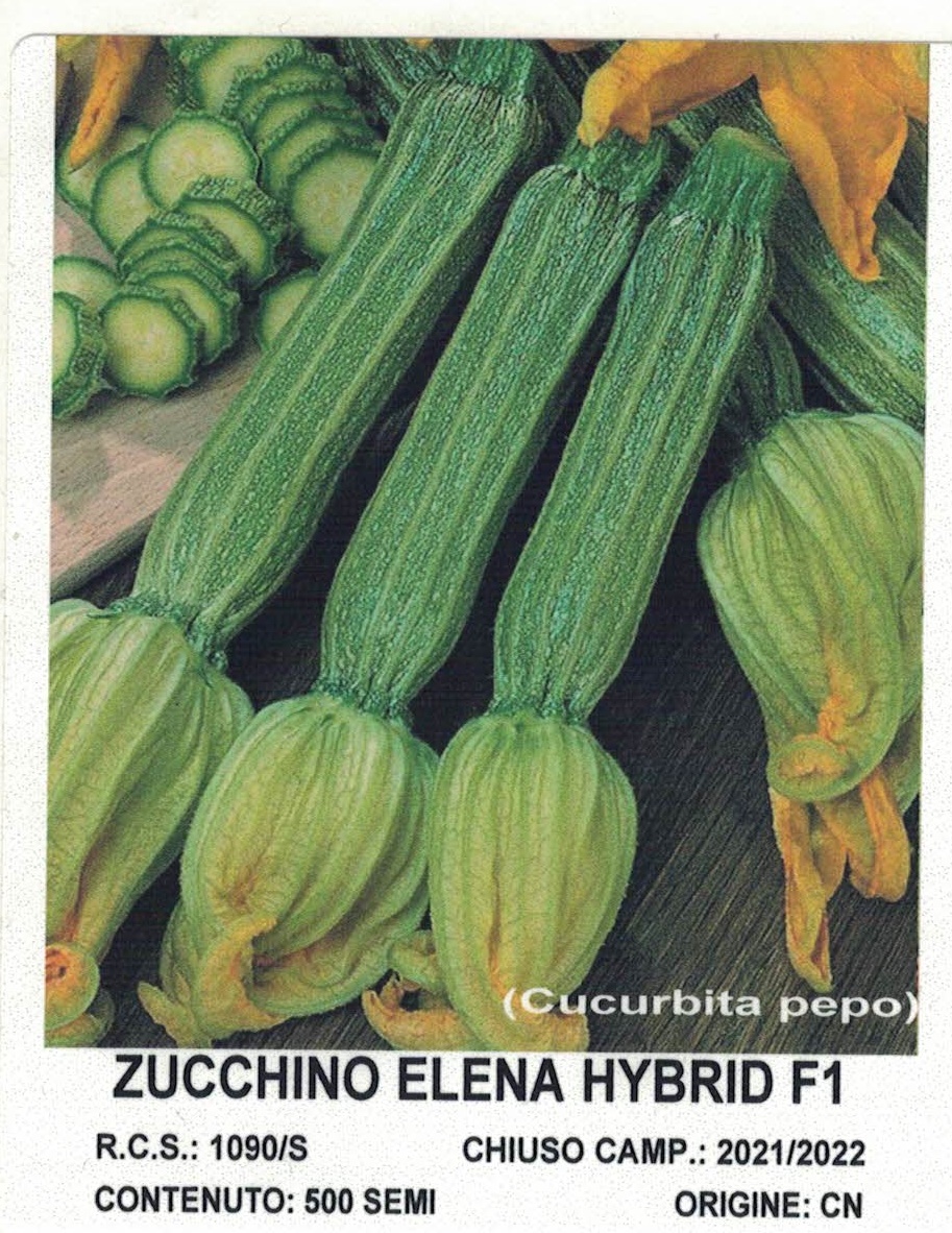 ZUCCHINO ROMANESCO F1 ELENA  500 SEMI